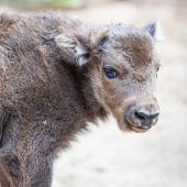 Wisent-Nachwuchs