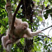 Der Albino-Orang-Utan Alba ist wieder frei