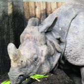 Von Fluten mitgerissenes Nashorn darf wieder nach Hause zurück