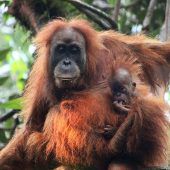 Super-GAU für Tapanuli-Orang-Utans