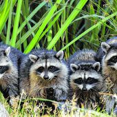 Lebensraum für Wildtiere