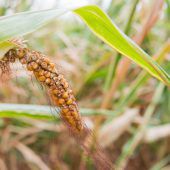 Die heimische Landwirtschaft und das Jahr der großen Dürre
