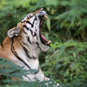 Tierische Verlierer und Gewinner