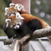 Possierliche Tierchen