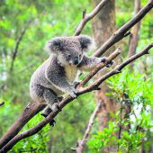 Australien: Tierisch was los