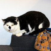 Dreibeiniger Kater sucht ein Daheim