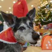 Weihnachten ist kein Fest der Tiere