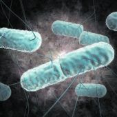 Listeriose-Infektionen sind EU-weit auf dem Vormarsch