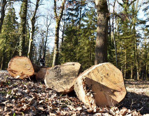 Das Astwerk gefällter Eschen sorgt in diesem Jahr für Überfluss beim Funkenmaterial in Gaißau.  ajk