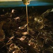 Dicke Fische im Stadel
