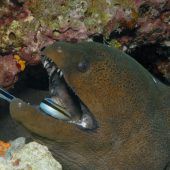 Fische haben Gefühle