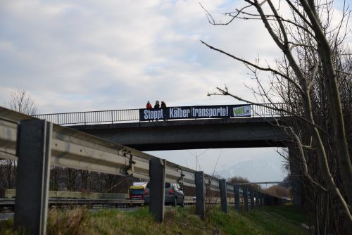 Mit einem Transparent haben gestern Tierschützer auf einer Autobahnbrücke bei Götzis gegen die Transporte protestiert.  VGT