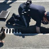 Entenküken aus Abflussrohr gerettet