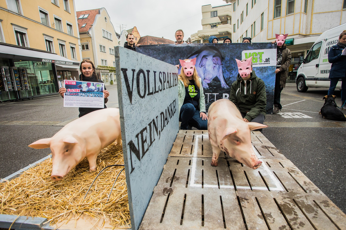 Vollspaltenböden – hier einmal dargestellt vom „Verein gegen Tierfabriken“ in Bregenz – sollen schon früher Geschichte sein.VN/PS