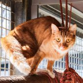 Kater Messy kann Türen öffnen