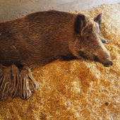 Wildparkfamilie wächst weiter