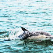 Hitze setzt Delfinen zu