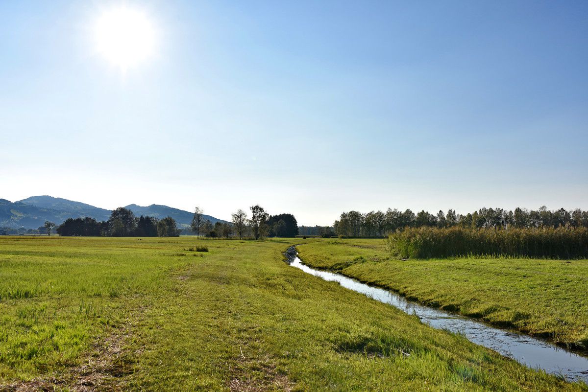Die Vielfalt im Rheindelta, wie hier im Höchster Ried, soll gesichert werden. Birdlife Vorarlberg