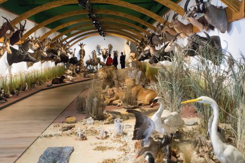 Auch das Museum „Arche Noah“, Sammlung Kunst & Natur von Hans Bäumler, ist bei der „Langen Nacht der Museen“ mit dabei. VN/STEURER