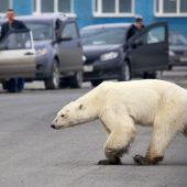 Eisbär auf Futtersuche in sibirischer Stadt