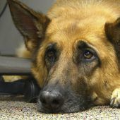 Hoch die Braue: Woher kommt der Hundeblick?