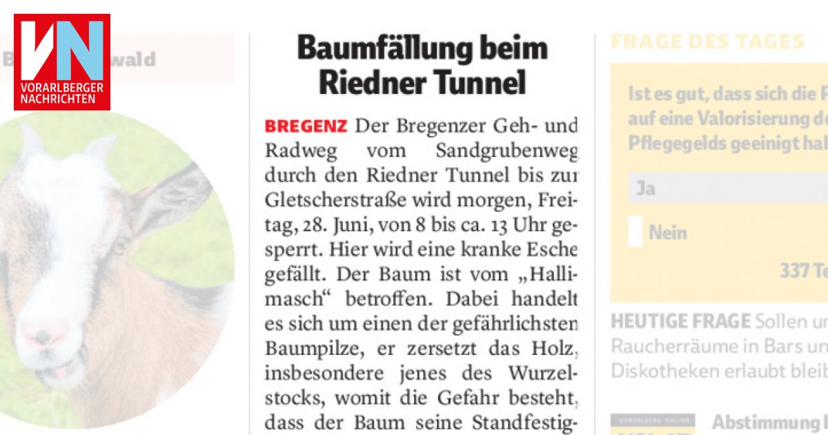 Baumfallung Beim Riedner Tunnel Vorarlberger Nachrichten Vn At