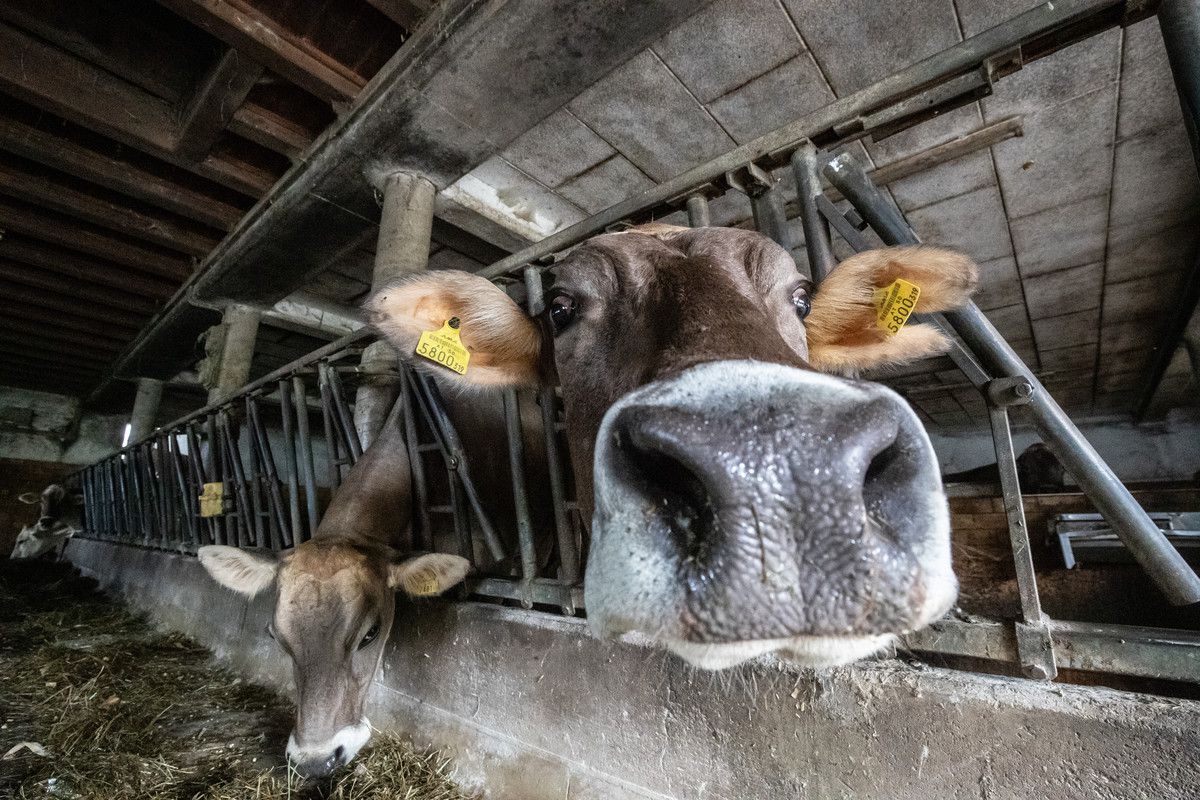 Noch stehen viele TBC-Tests im Montafon aus. Es gibt Rufe nach völliger Ausrottung des Rotwilds im Risikogebiet.⇒Symbol/Sams