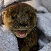 Kleiner Baby-Otter