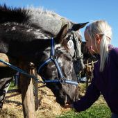 Ziegen, Noriker und Schafe