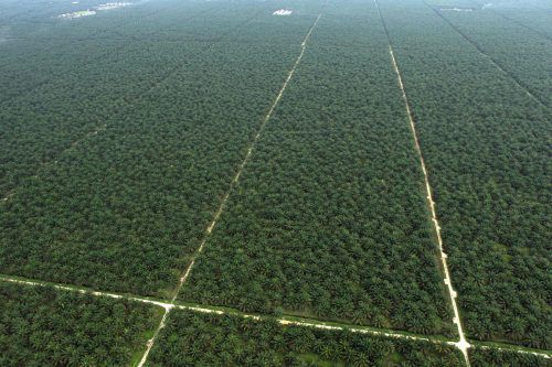 Malaysia gilt als Hauptproduzent von Palmöl.  RTS