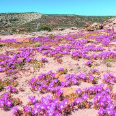 Ein Meer anWildblumen