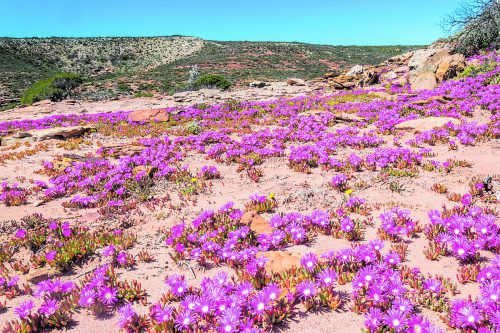 Nirgends findet man so viele Arten von Wildblumen wie in Westaustralien.