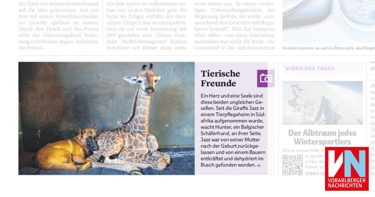 Tierische Freunde Vorarlberger Nachrichten VN AT