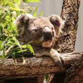 Tierische Gewinner und Verlierer