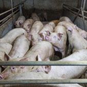 Greenpeace setzt Protestaktionen gegen Billigfleisch
