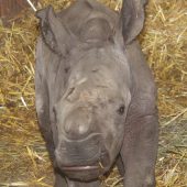 Drittes Nashorn in nur vier Monaten
