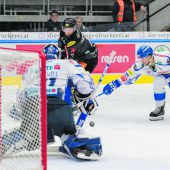 Bulldogs probieren Neustart