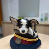 Welpe vor dem Erfrieren gerettet