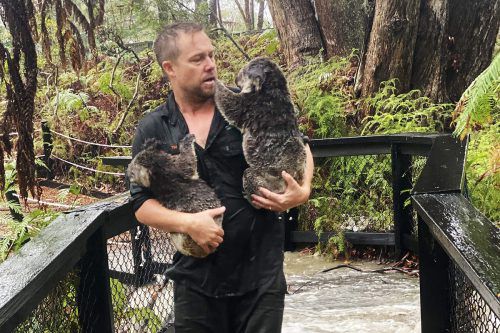 Der lang ersehnte Regen brachte auch Probleme. Die Koalas im Australian Reptile Park in Somersby mussten vor den Wassermassen in Sicherheit gebracht werden.  afp