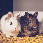Kaninchen wollen zusammenbleiben
