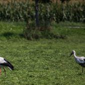 Umwelt/Natur