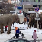 Elefanten aus Zirkus entwischt