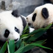 Berliner Zoo stellte Pit und Paule den Besuchern vor