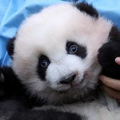 Auszeichnung für belgischen Zoo