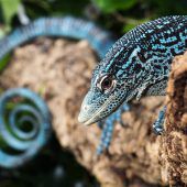 Blaue „Drachen“ in Schönbrunn