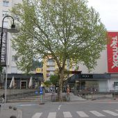Breite Zustimmung für Erhalt der Platane in der Schulgasse