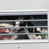 Tierschützer für „ethisch gute“ Milch
