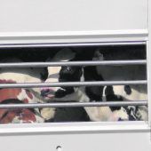Gegen Tiertransporte