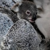 Kuschelige Koalas