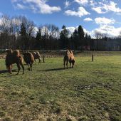 Trampeltiere auf Winterurlaub
